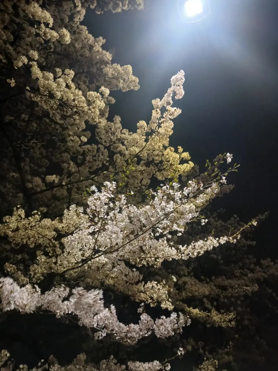 150-8 Deungchon-dong, Seoul