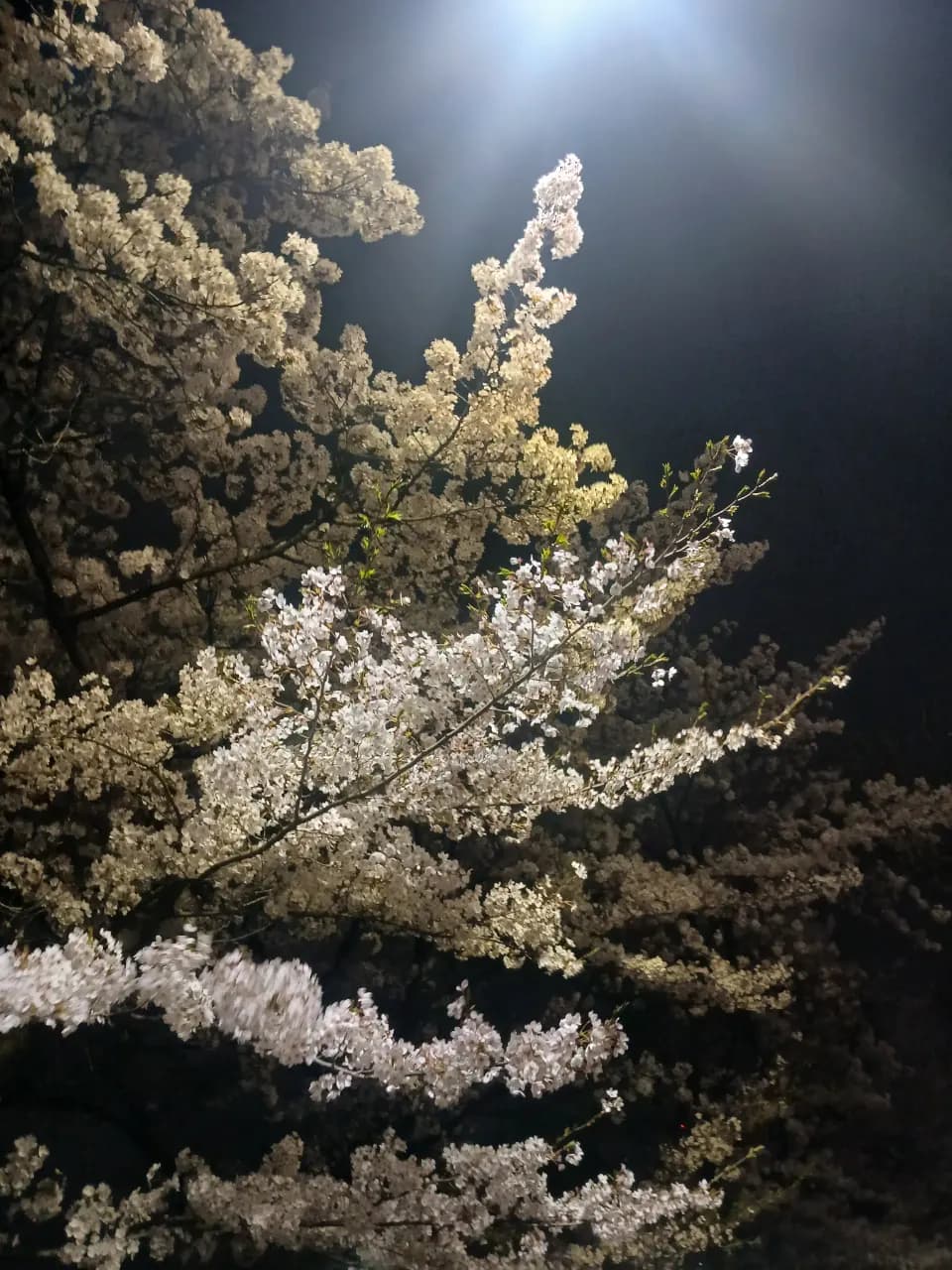 150-8 Deungchon-dong, Seoul