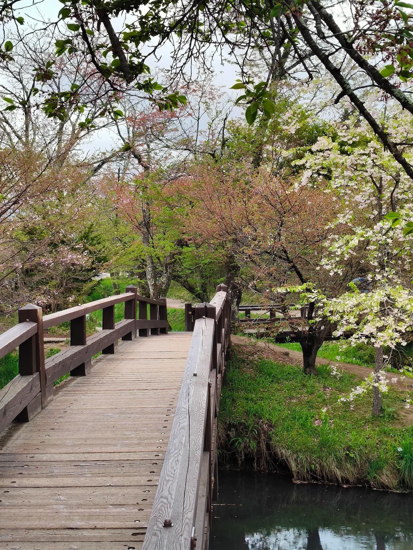 Japan 2026 - Oshino/Japan