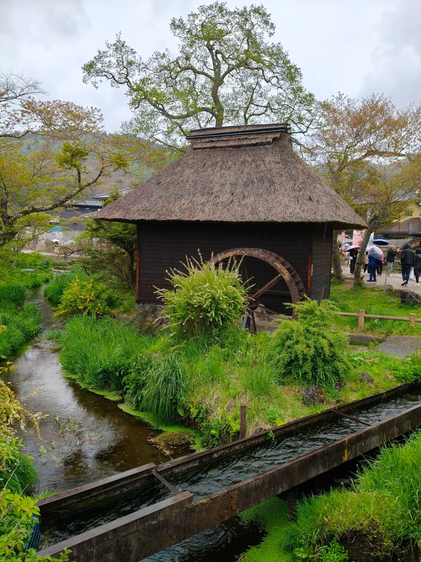 Japan 2026 - Oshino/Japan